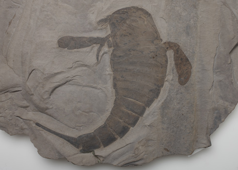 Fossil of the sea scorpion, Eurypterus remipes
