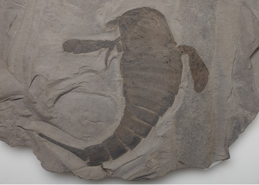 Fossil of the sea scorpion, Eurypterus remipes