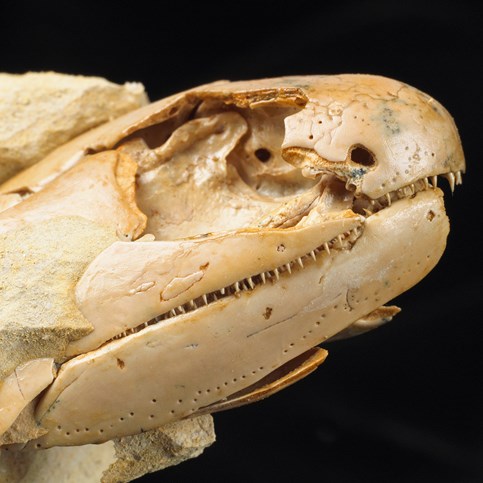 Fossil of Gogonasus andrewsae - a lobe-finned fish from Gogo
