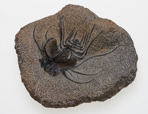 Dicranurus trilobite specimen from the Devonian period found in Morocco