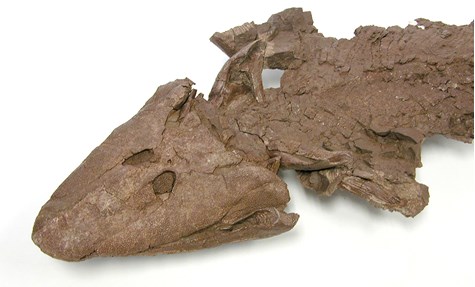 Photograph of Tiktaalik fossil from 375 million years ago