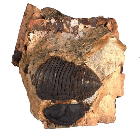 Dipleura lilydalensis trilobite fossil from Devonian period found in Middendorps Quarry, Victoria