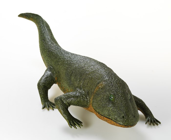 Model of Pederpes, an extinct tetrapod from the Carboniferous period