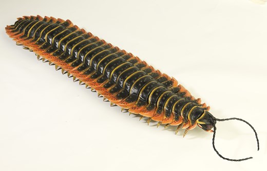Arthropleura model, a giant millipede from the Carboniferous period