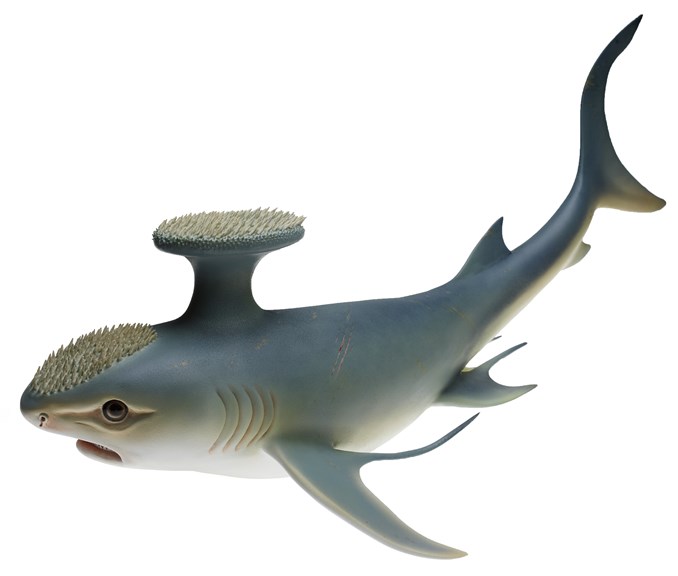 Model of Stethacanthus altonensis, Helmeted Shark, an extinct shark from the Carboniferous period