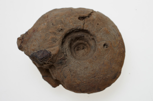Paralegoceras jacksoni specimen from the Permian period found in Western Australia