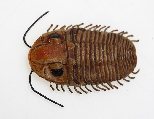 Model of a proetid trilobite, an extinct type of arthropod from the Ordovician to Permian periods