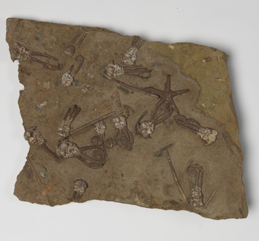 Jimbacrinus bostocki (crinoid) fossil from Cundlego Formation in Western Australia