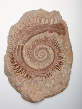 Fossil of Helicoprion ferrieri, an extinct shark-like fish from the Permian period