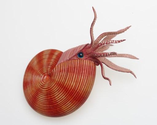 Cladiscites tornatus model, an extinct cephalopod from the late Triassic period
