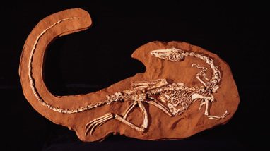 Coelophysis fossil skeleton cast