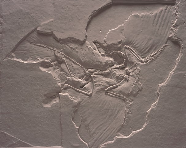 Cast of Archaeopteryx, a feathered dinosaur