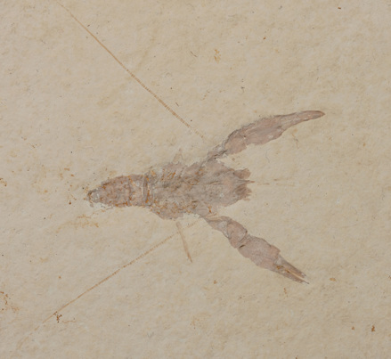 Glyphea veltheimi fossil: crayfish