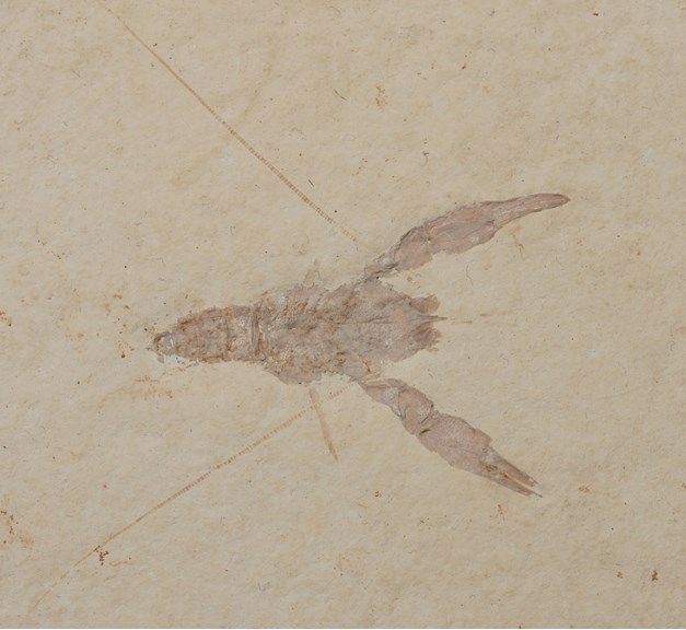 Glyphea veltheimi fossil: crayfish