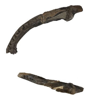 Fossil of Koolasuchus cleelandi, an extinct amphibian from the Cretaceous period