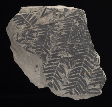 Cladophlebis australis found at Cape Paterson, Inverloch, Victoria, Australia