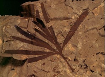 Ginkgoites australis fossil leaf