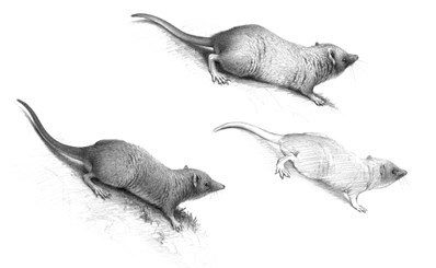 Completed sketch for reconstruction of Bishops, a small shrew-like creature from the Cretaceous period