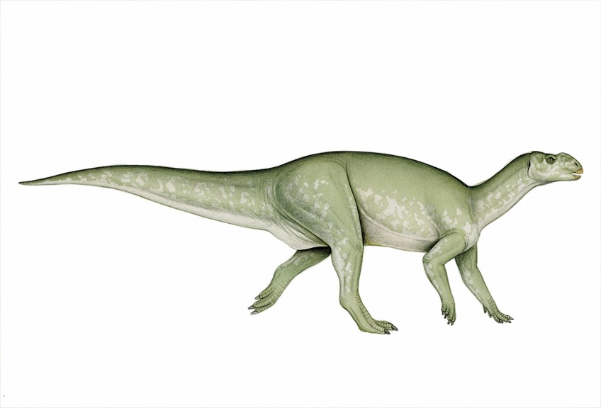 Muttaburrasaurus, an herbivorous dinosaur from the Cretaceous period