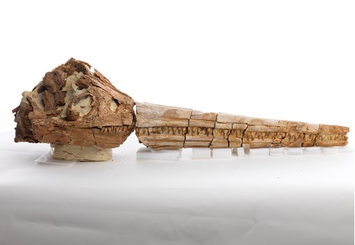 Platypterygius australis skull and rostrum specimen. An extinct ichthyosaur from the Cretaceous period
