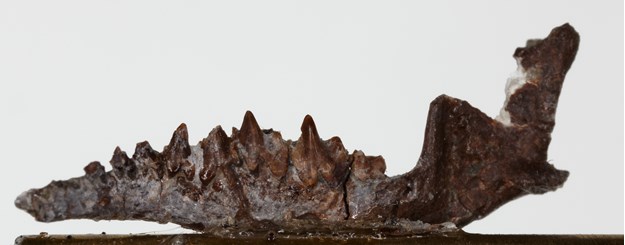 Fossil of Bishops found at Flat Rocks site, near The Caves, Inverloch