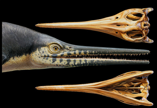 Reconstruction of Platypterygius australis, an ichthyosaur from the Cretaceous period with cartilage muscle overlay showing developmental process of drawings