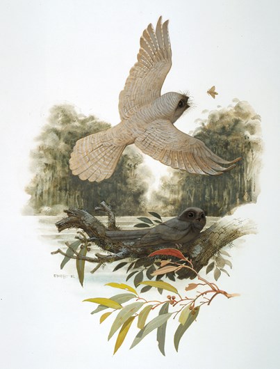 Illustration of Quipollornis koniberi, owlet-nightjar