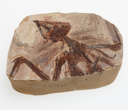 Cast of Quipollornis koniberi from the Cainozoic era