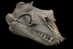 Janjucetus hunderi whale skull specimen