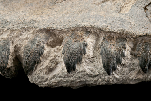 Detail of the teeth of a Janjucetus hunderi whale skull specimen