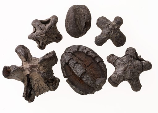 Group of fossilised nuts