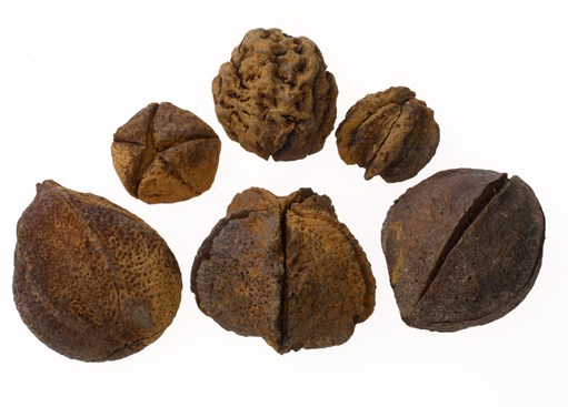 Group of fossilised nuts