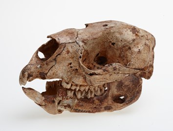 Skull of Simosthenurus gilli