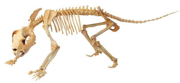Skeleton of Thylacoleo