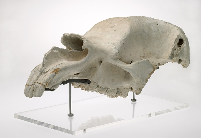 Skull of Diprotodon