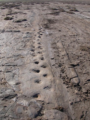 Fossilised megafauna footprints