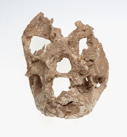 Skull of Procoptodon goliah