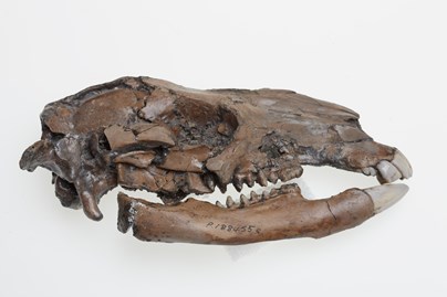 Skull of Protemnodon