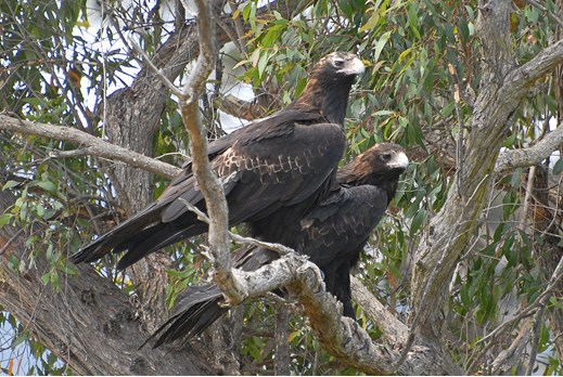 A pair of wedge-tailed eagles perched on a branch