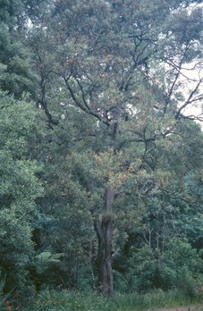 Australian Blackwood tree