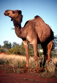 Feral camel in Central Australia