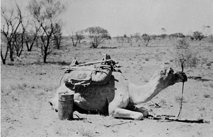 A camel down on all fours, carrying an empty pack saddle. There is an oil drum beside it