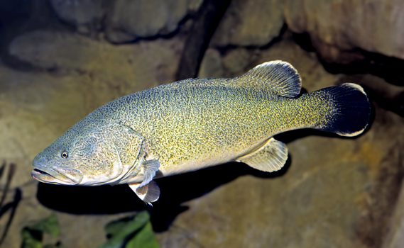 Murray cod