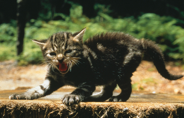 Feral kitten