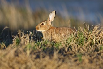 European rabbit resting in grass