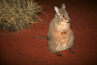 Rufous hare-wallaby