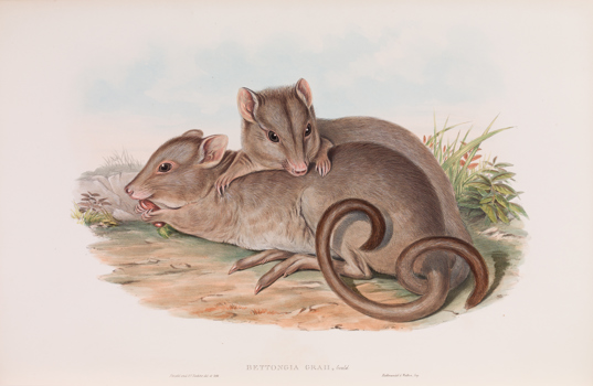 Lithograph depicting two burrowing bettongs