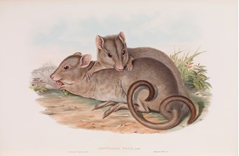 Lithograph depicting two burrowing bettongs