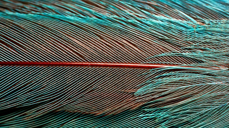 Detail of a blue feather
