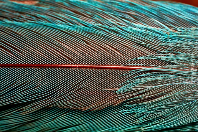 Detail of a blue feather